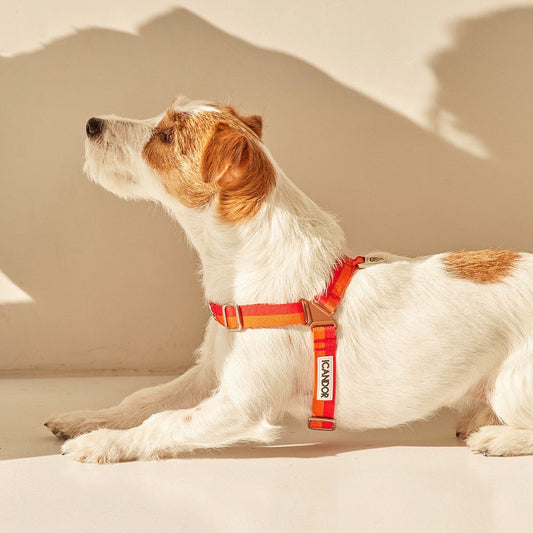 ※予約販売【iCANDOR】No-Pull Harness（SUNSET）
