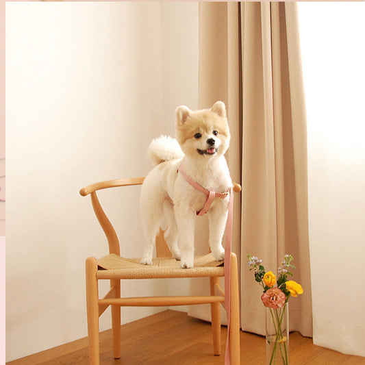 ※予約販売【maison de miu】 Running Mate Leather & Webbing Lead
