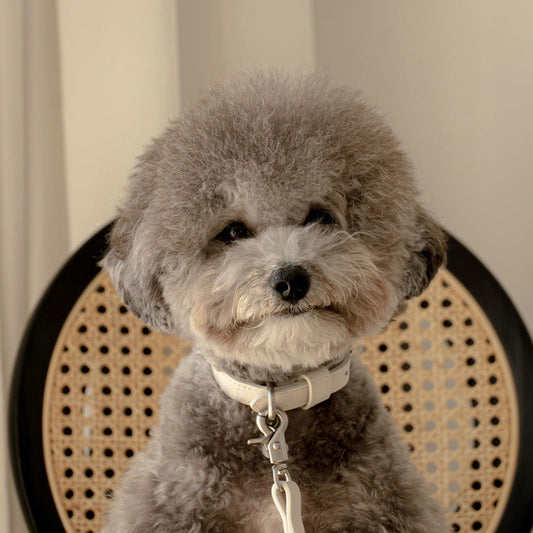 即納【Chiot】Premium Leather Collar（White）