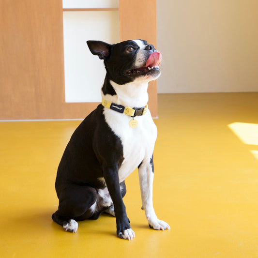 ※予約販売【andblank×Knotted】Smile Collar(Yellow)