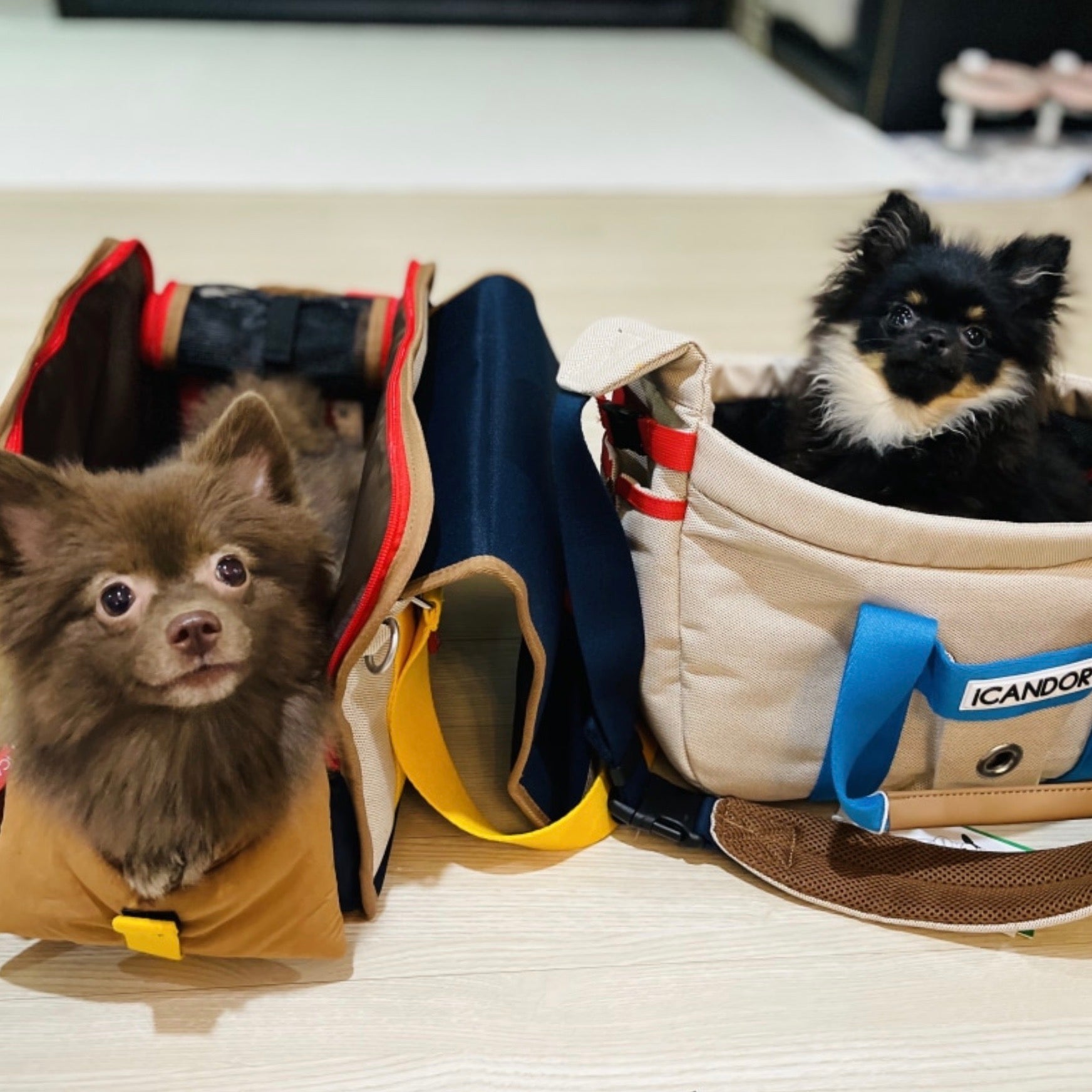 新品【iCANDOR】 i bag （Sassy Cream）犬用キャリーケース 楽天市場】即納【iCANDOR】i bag（Sassy Cream） 韓国 ブランド
