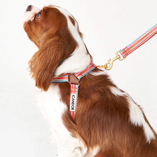 ※予約販売【iCANDOR】No-Pull Harness（LOLLI POP）