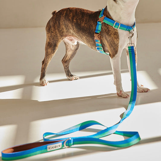 ※予約販売【iCANDOR】Gentle Leash（FOREST）