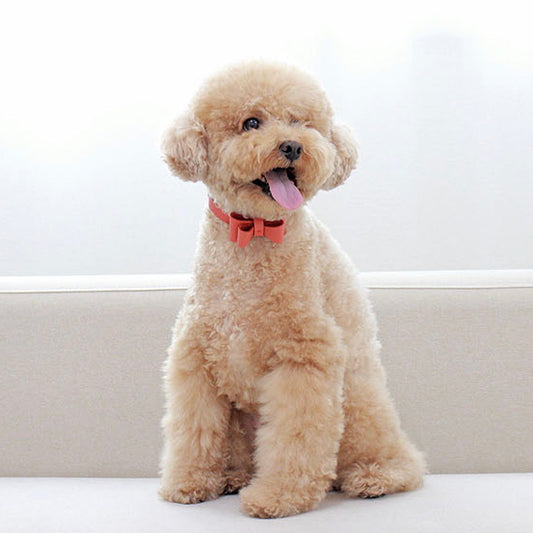 ※予約販売【maison de miu】Soft Ribbon Collar（Coral）