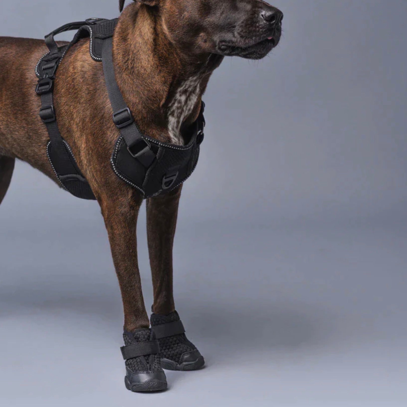 海外犬服 高品質なインポートのドッグウェア通販 URBAN DOG TOKYO