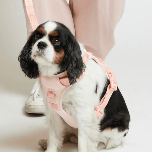※予約販売【max bone】Easy Fit Harness
