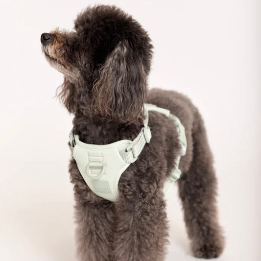 ※予約販売【max bone】Double Panel Harness