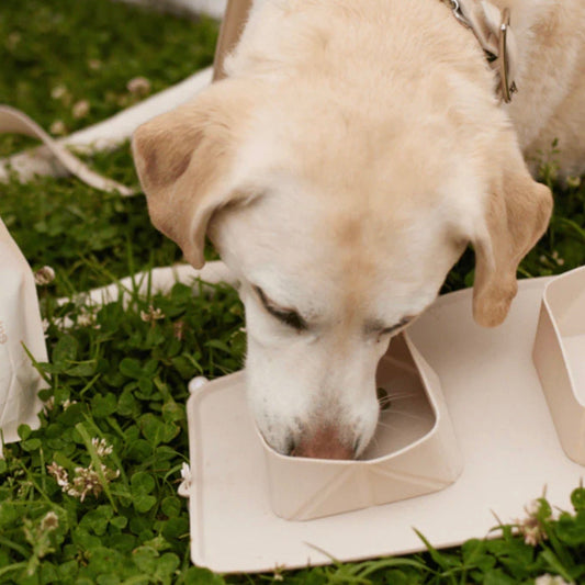 ※予約販売【max bone】GO! Portable Bowls（Sand）