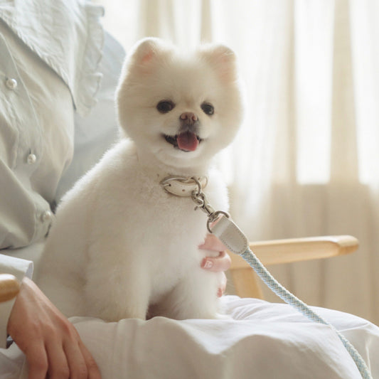 ※予約販売【STROLL】ROPE NECK COLLAR（SODA）