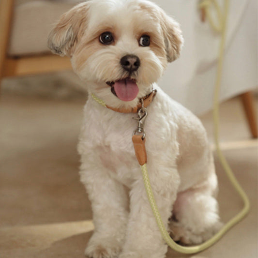 ※予約販売【STROLL】ROPE NECK COLLAR（LEMON LIME）