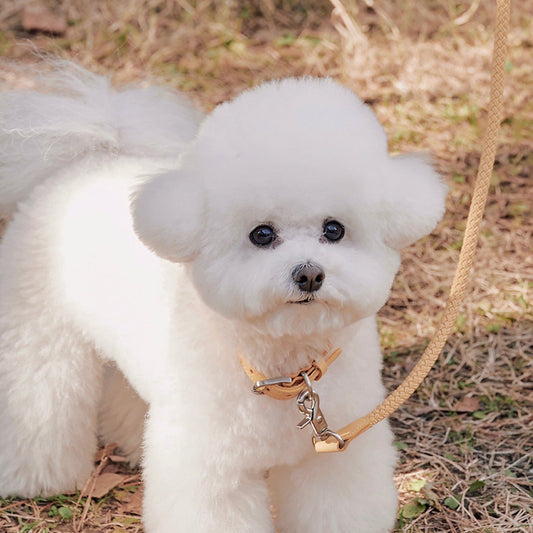 ※予約販売【STROLL】ROPE NECK COLLAR（BANANA）