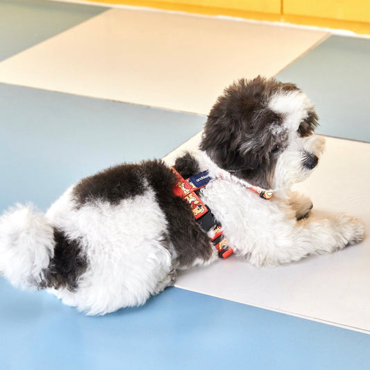 即納【andblank】Joy Bear Harness（orange）