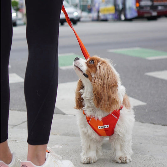 ※予約販売【iCANDOR】Snuggle Harness（SUNSET）