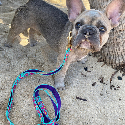 ※予約販売【iCANDOR】Gentle Leash（BIG FISH MINT）