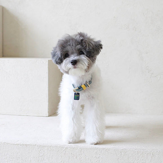※予約販売【maison de miu】Pet Collar (Indian Blue / Yellow)