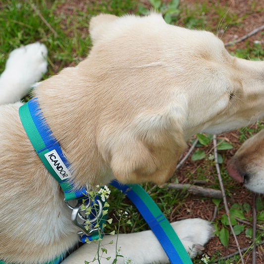 ※予約販売【iCANDOR】Gentle Collar Dual（FOREST）