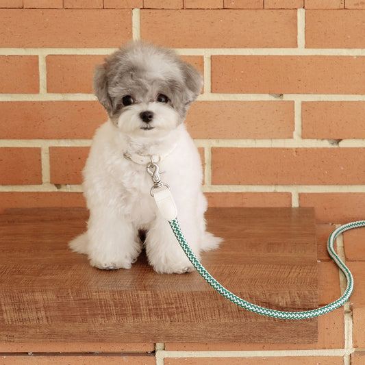 ※予約販売【STROLL】ROPE NECK COLLAR（Forest Green）