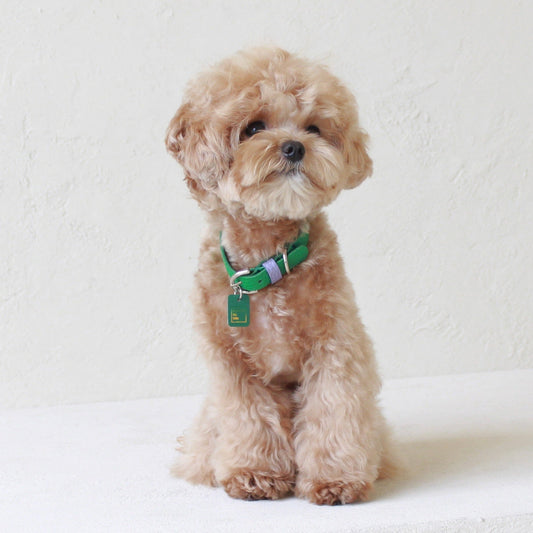 ※予約販売【maison de miu】Pet Collar (Green / Violet)