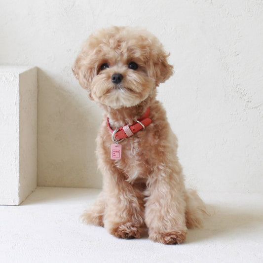 ※予約販売【maison de miu】Pet Collar (Coral / Pink)