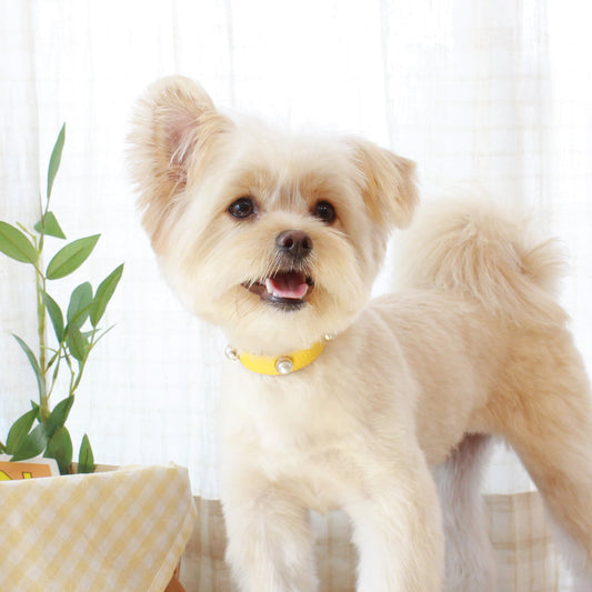 ※予約販売【maison de miu】 Soft Pearl Collar(Yellow)