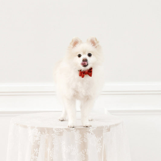 ※予約販売【maison de miu】Solid Ribbon Collar (Red)