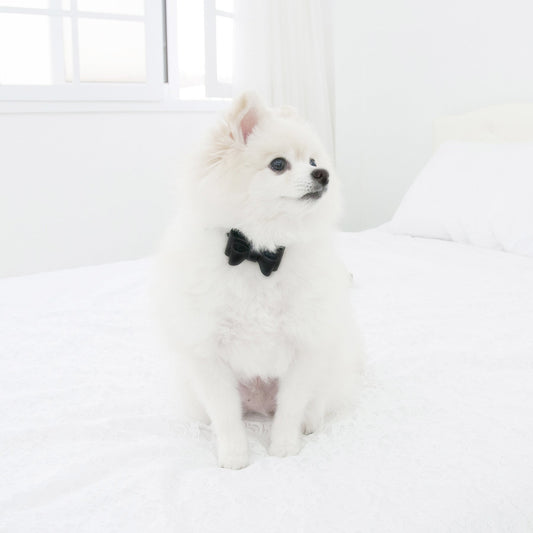 ※予約販売【maison de miu】Solid Ribbon Collar (Black)