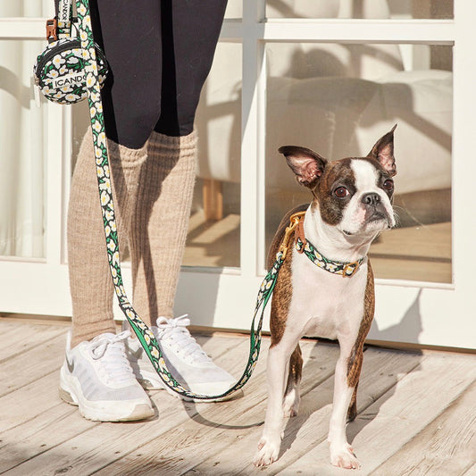 ※予約販売【iCANDOR】Gentle Leash（BIG FISH BLACK）