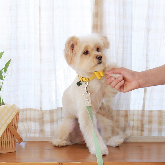 ※予約販売【maison de miu】Soft Ribbon Collar  (Yellow)