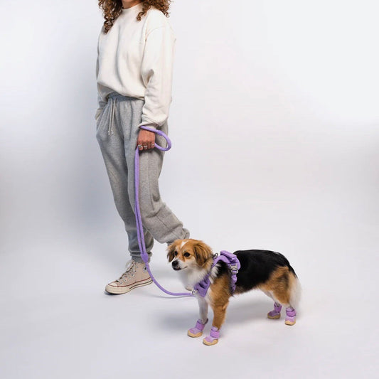 ※予約販売【RIFRUF】Commuter Leash（Taro）