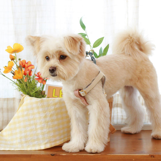 ※予約販売【maison de miu】 Running Mate Harness（White / Rose Pink）