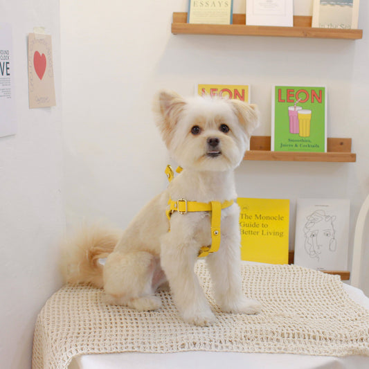 ※予約販売【maison de miu】 Running Mate Harness（Yellow）