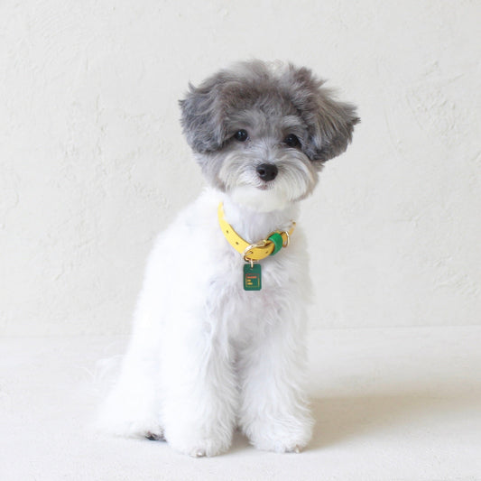 ※予約販売【maison de miu】Pet Collar (Yellow / Green)