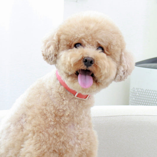 ※予約販売【maison de miu】Square Pearl Collar（Coral）