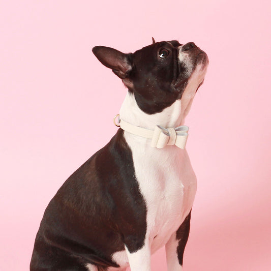 ※予約販売【maison de miu】Soft Ribbon Collar  (White)