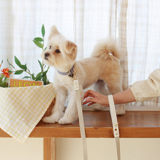 ※予約販売【maison de miu】 Running Mate Leather & Webbing Lead（White / Ivory）