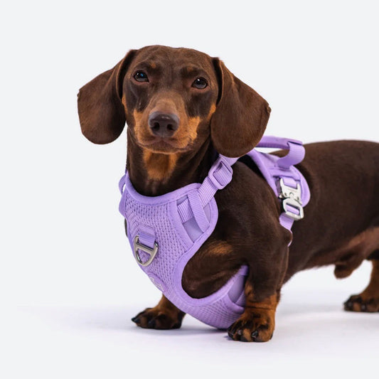 ※予約販売【RIFRUF】Commuter Harness（Taro）