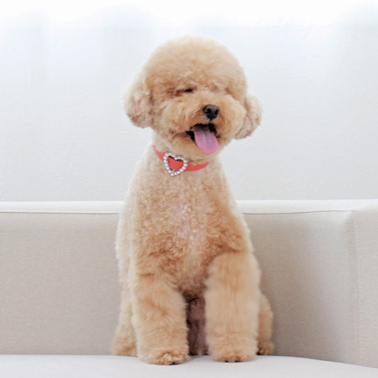 ※予約販売【maison de miu】 Heart Pearl Collar（Coral）