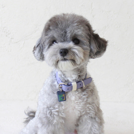 ※予約販売【maison de miu】Pet Collar (Violet / White)