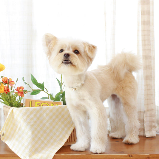 ※予約販売【maison de miu】 Soft Pearl Collar(White)