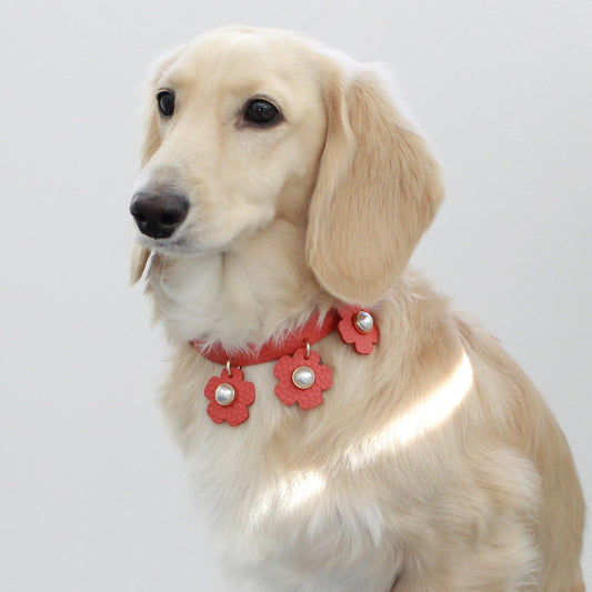 ※予約販売【maison de miu】 Daisy pearl neck strap（Coral）