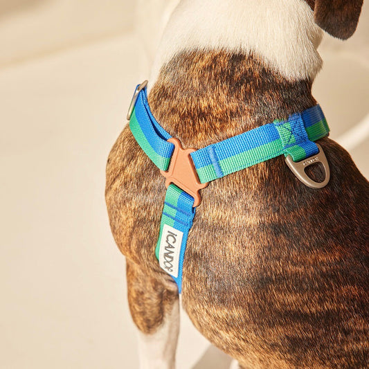 ※予約販売【iCANDOR】No-Pull Harness（FOREST）