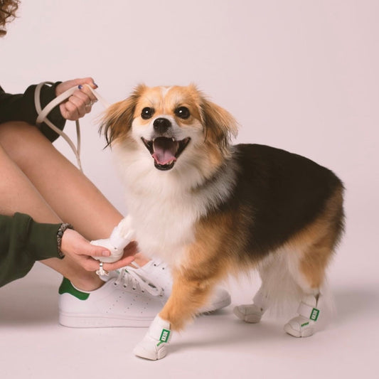 ※予約販売【RIFRUF】SNEAKERS CAESAR 1（KK9R）