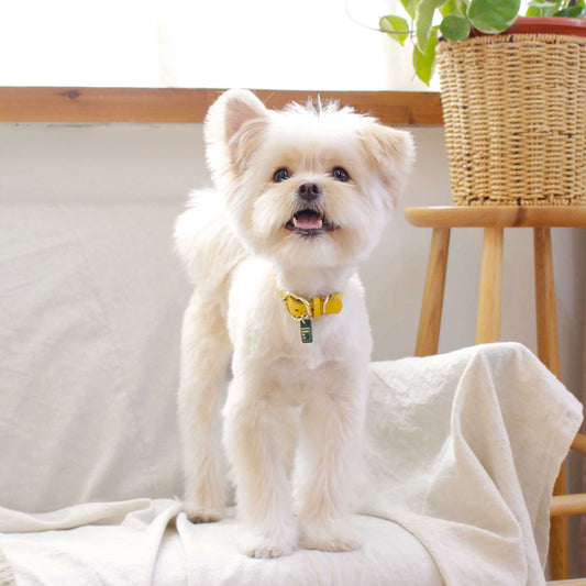 ※予約販売【maison de miu】 Heart Pendant Collar (Yellow)