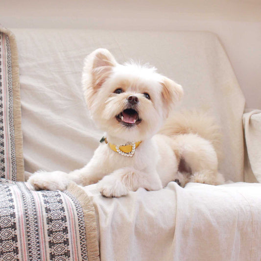 ※予約販売【maison de miu】 Heart Pearl Collar(Yellow)