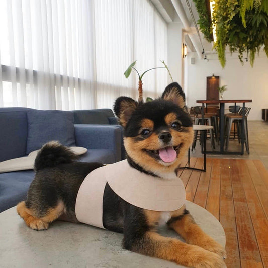 ※予約販売【BANDAL.Pet】ALL DAY NIZI HARNESS & LEAD (SET)（サンドベージュ）